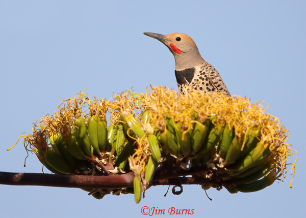 Gilded Flicker male on Century Plant--1764