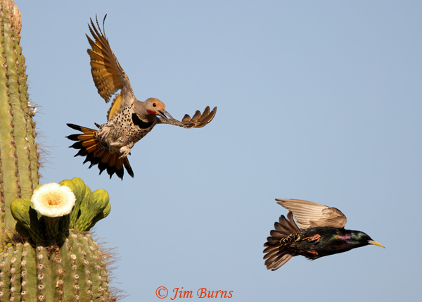 Gilded Flicker male chasing European Starling--2731
