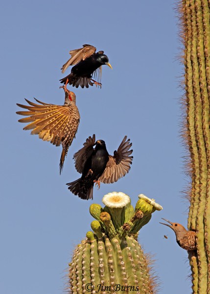 Gilded Flickers, chaos at the Saguaro Cafe--2785