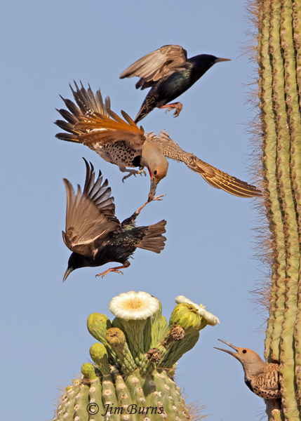 Gilded Flickers, chaos at the Saguaro Cafe #2--2789