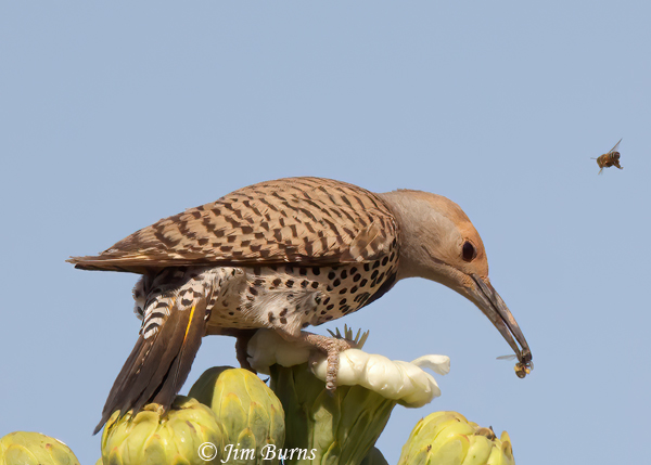 Gilded Flicker female with bee--2889