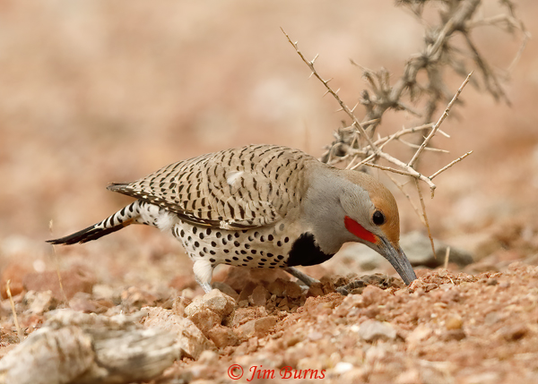 Gilded Flicker male working an anthill--3503