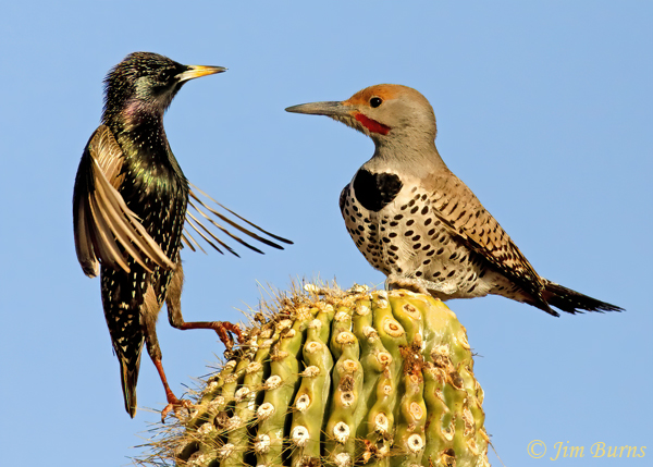 Gilded Flicker male, stand-off with European Starling--3586