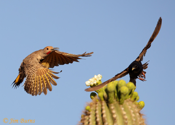Gilded Flicker male cleaning up the neighborhood--3737