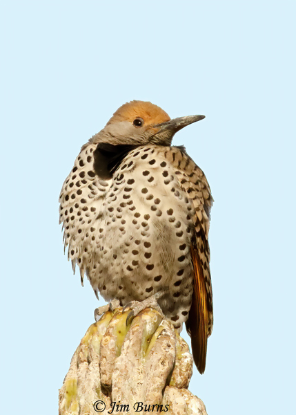 Gilded Flicker female fleathers fluffed against the cold--3917