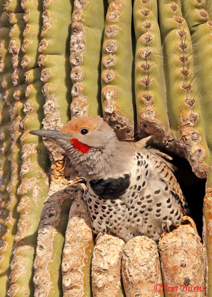 Gilded Flicker male at home--4105
