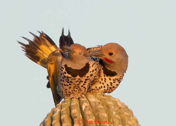 Gilded Flicker copulation, female nictitating membrane drawn to protect her eye --1462