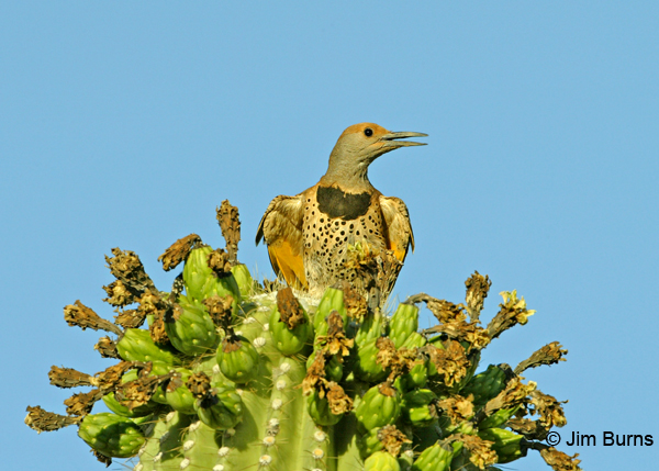 Gilded Flicker female showing yellow wing linings