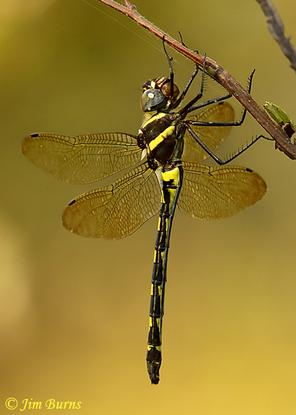 Gilded River Cruiser female lateral view, McCurtain Co., OK, August 2019--5344