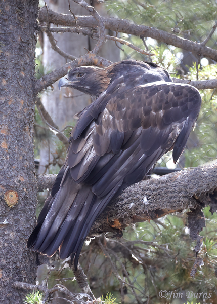 Golden Eagle preening in Ponderosa Pine--4386