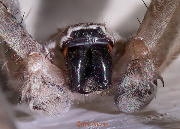 Golden Huntsman (Olios giganteus) male, face close-up, Arizona--5116