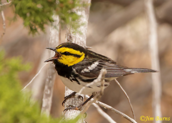 Golden-cheeked Warbler male singing--0348