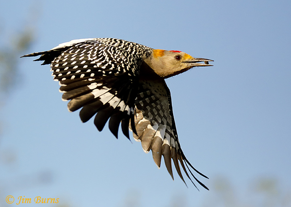 Golden-fronted Woodpecker male in flight with berry--8705