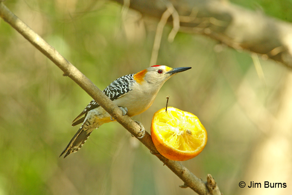 Golden-fronted Woodpecker male at orange half