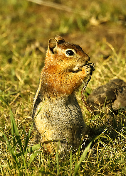 Golden-mantled Ground Squirrel--5131