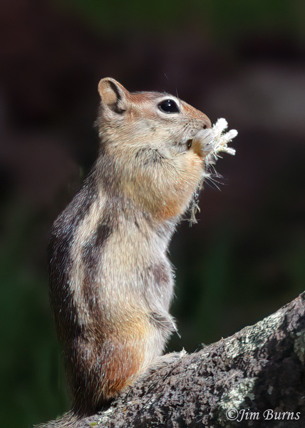 Golden-mantled Ground Squirrel eating flower petals--7203