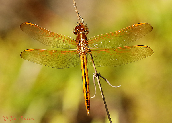 Golden-winged Skimmer immature male dorsal view, Lake Co., FL, July 2019--4725