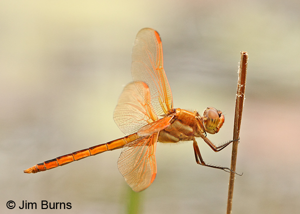 Golden-winged Skimmer male on reed, Chesterfield Co., SC, May 2014