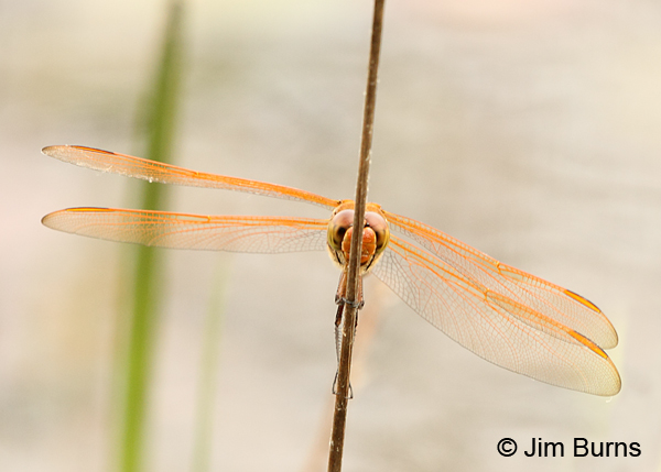 Golden-winged Skimmer male face shot, Chesterfield Co., SC, May 2014