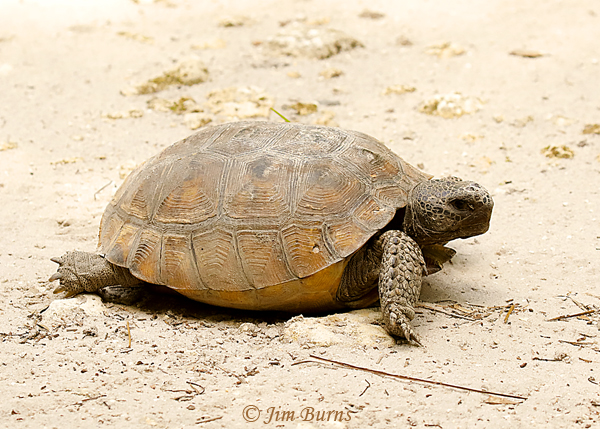 Gopher Tortoise--4764