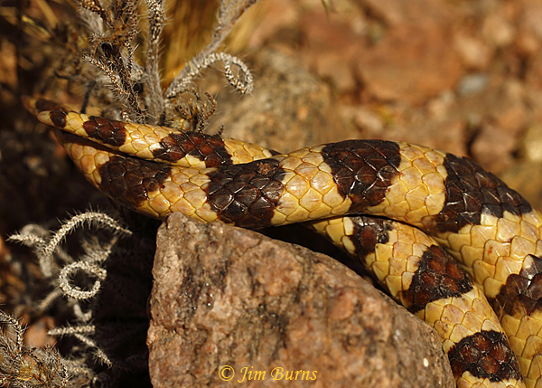 Gopher Snakes mating, copulatory organs at base of tail, smaller tail is male--2385