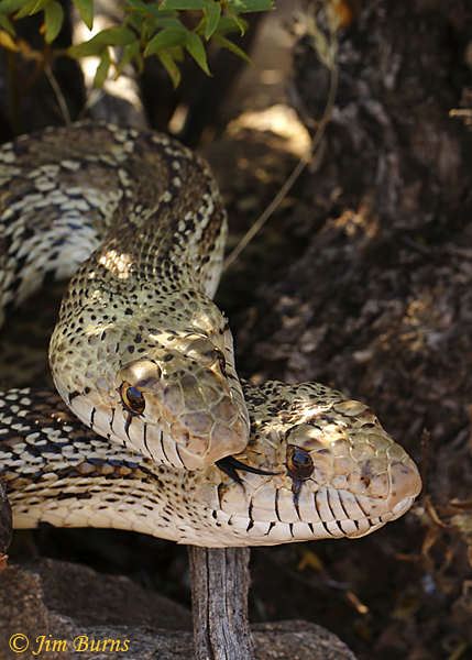 Gopher Snakes copulating, smaller male on top--2447