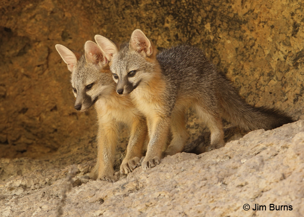 Gray Fox pups pose near their den in the rocks along the Main Trail in the canyon.