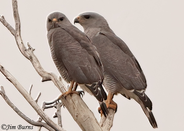 Gray Hawk pair--5766
