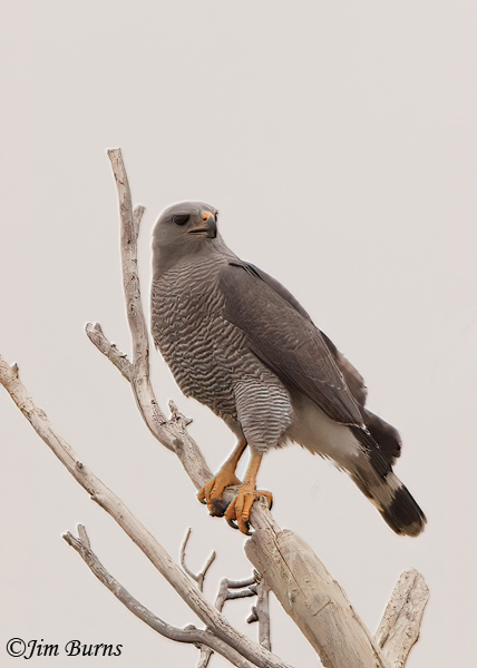 Gray Hawk on snag--5831