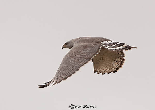 Gray Hawk flight--5839
