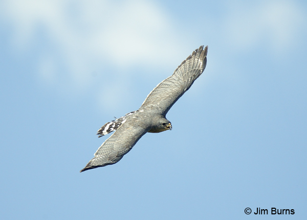Gray Hawk adult in flight dorsal view