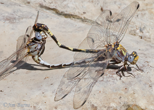Gray Sanddragon pair in wheel, Maricopa Co., AZ, August 2024--1783
