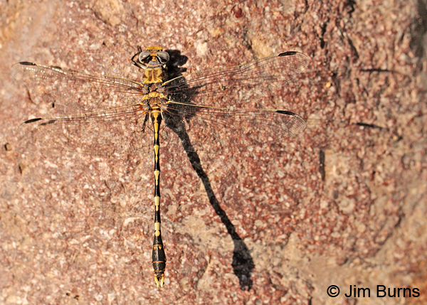 Gray Sanddragon male shadow, Cochise Co., AZ, July 2013