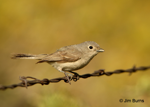 Gray Vireo on fence wire