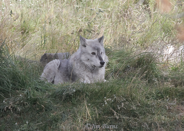 Gray Wolf resting in shade--3939