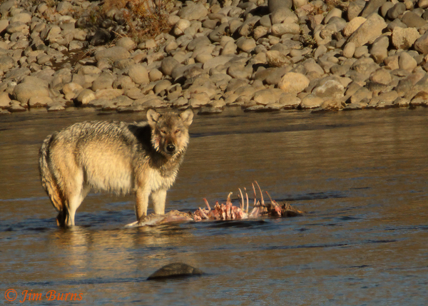 Gray Wolf alpha female on Elk carcass