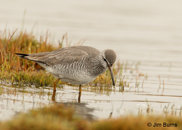 Gray-tailed Tattler, whiter eybrow and finer barring