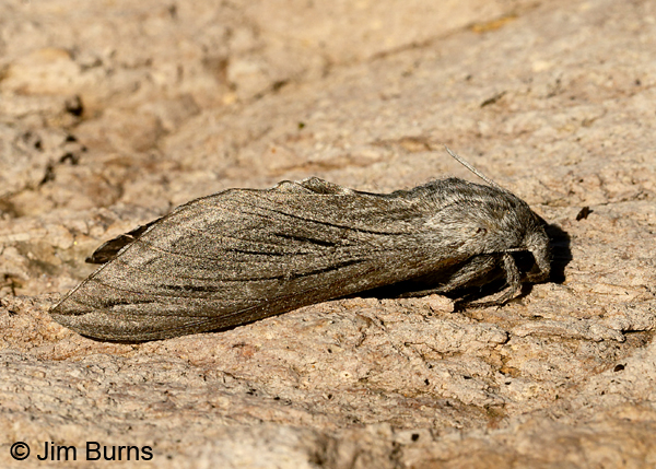 Great Ash Sphinx Moth dorsolateral view, Arizona--8778