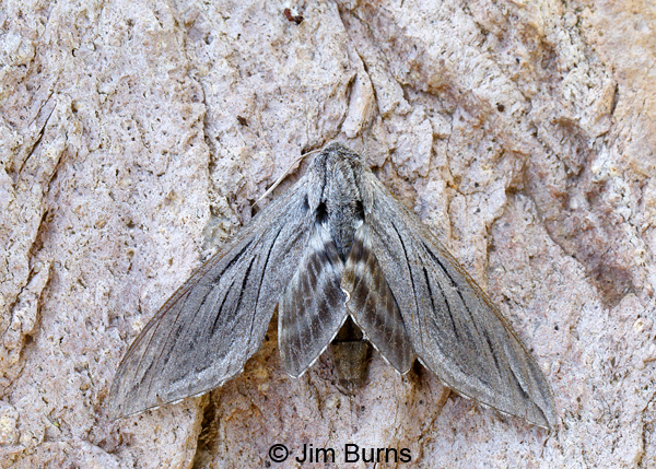 Great Ash Sphinx Moth, Arizona--8780