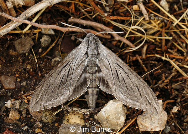 Great Ash Sphinx Moth thrumming, Arizona--8804
