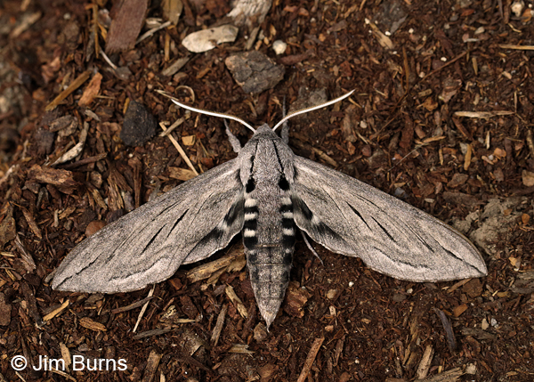 Great Ash Sphinx Moth, Oregon