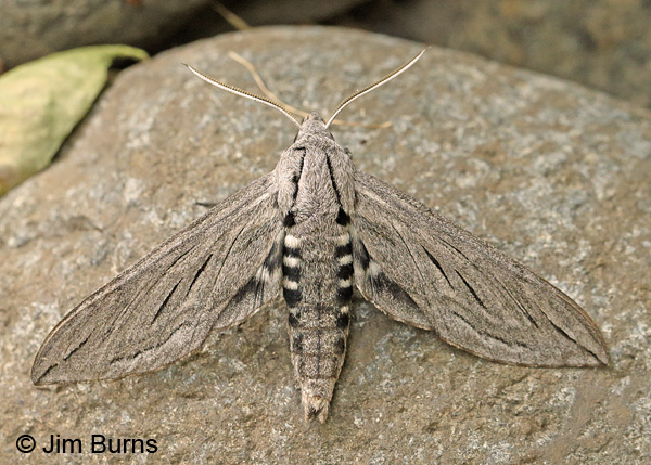 Great Ash Sphinx Moth on rock, Oregon