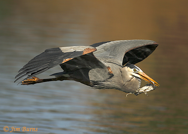 Great Blue Heron flying with trout--7201