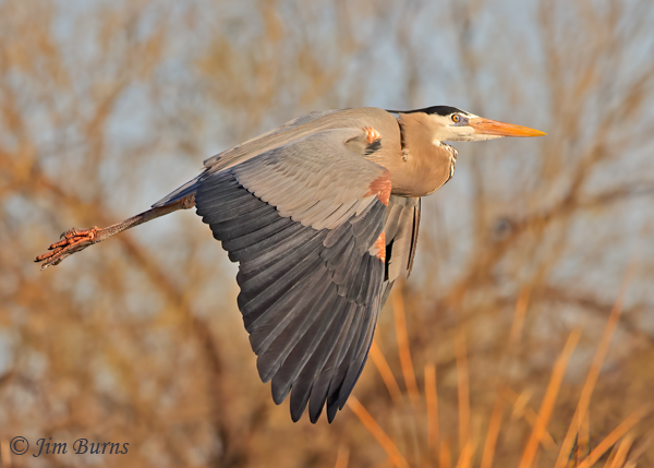 Great Blue Heron sunrise flight--9700