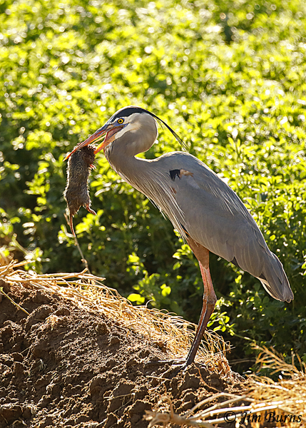 Great Blue Heron with Brown Rat--0120