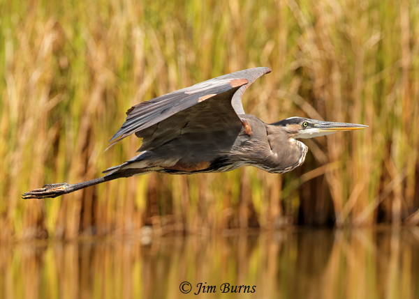 Great Blue Heron in flight over reeds--3122