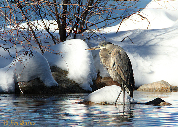 Great Blue Heron in snow--3306