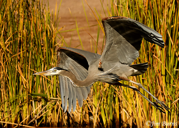 Great Blue Heron in reeds #2--9432