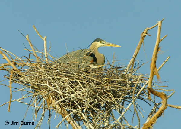 Great Blue Heron and chick at nest