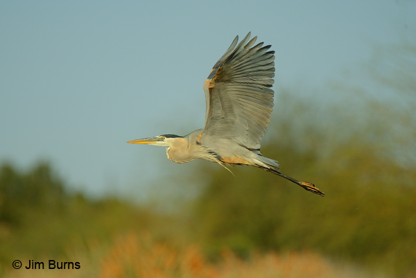 Great Blue Heron in flight ventral wing view
